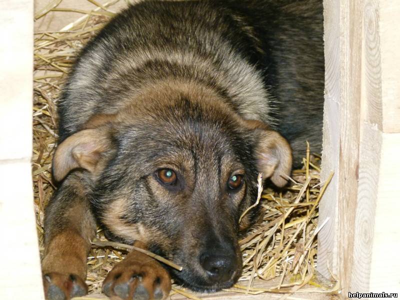 Возьму щенка. Дворь собака. Красивая дворь собака. Дворь в 3 мес. Дворь собака фото больнаяя.