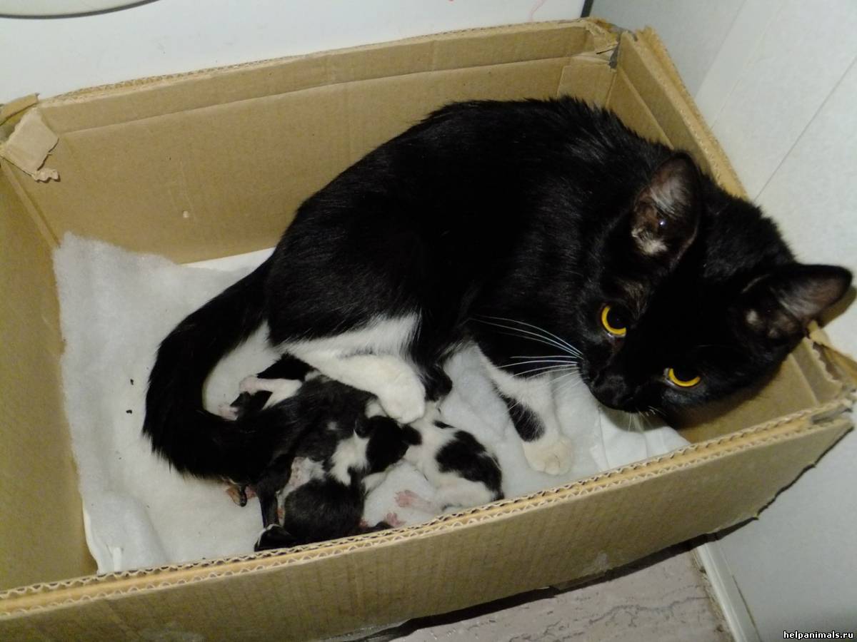 Черно белый кот в коробке