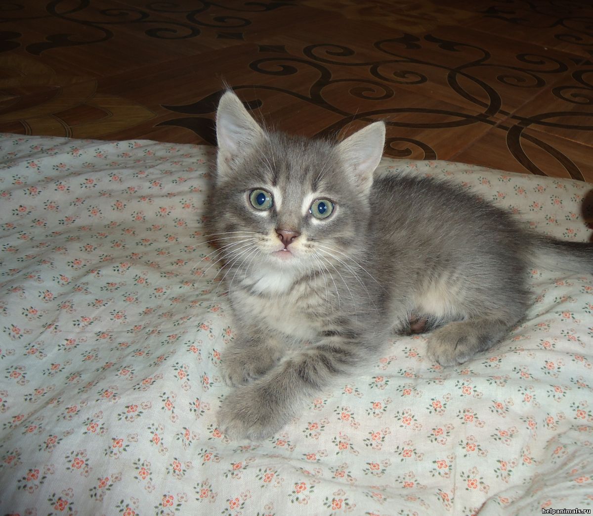 Серый котёнок 4 месяца